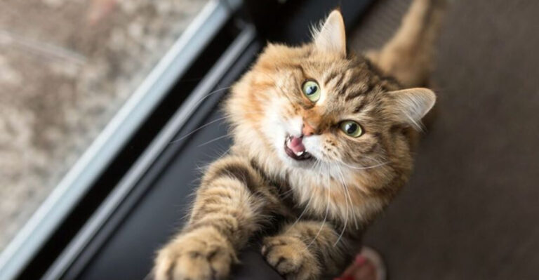 12 Best Ways To Make Your Cat Love You (And 3 Mistakes You Might Be Making)
