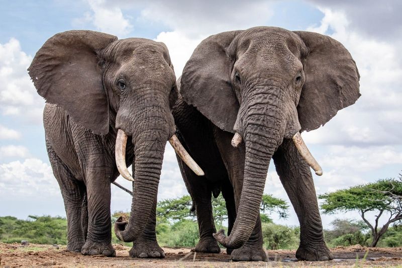 African Elephant