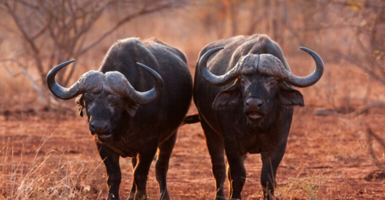 12 Bold Animals That Rule Without Fear Of Predators (And 3 That Are More Cautious)
