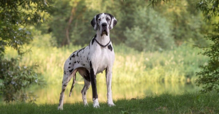 12 Brave Dog Breeds That Won’t Flinch In The Face Of Danger