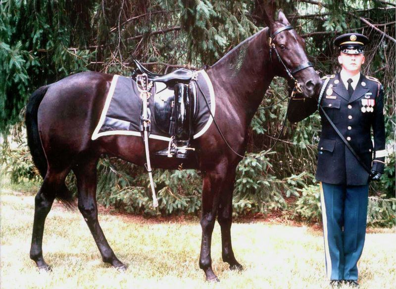 Caparisoned Horses Leading Funeral Processions