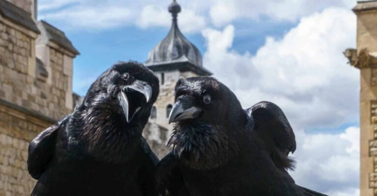 12 Ceremonial Roles Animals Still Play In Military Tributes