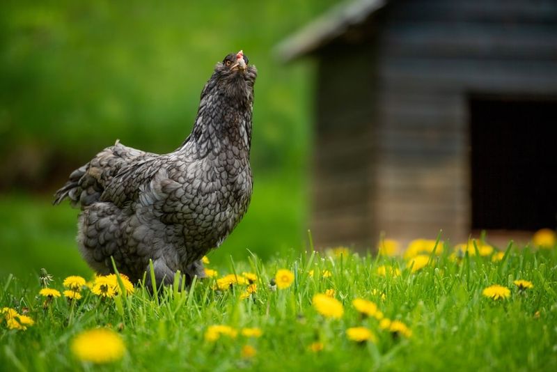Araucana: The True Blue Egg Layer