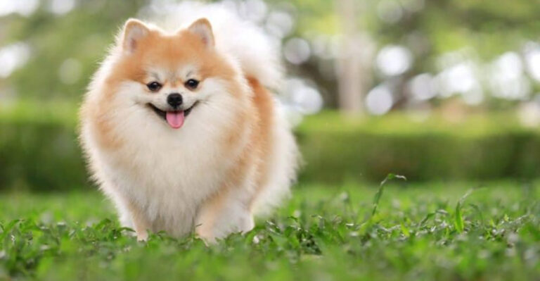 12 Cute Dogs That Stay Small Forever (And 5 That Outgrow Expectations)