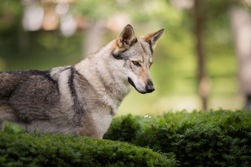 Czechoslovakian Wolfdog