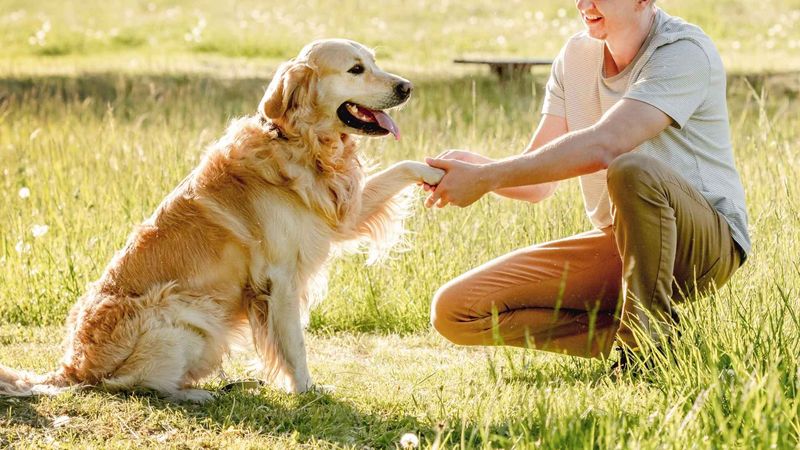 Golden Retrievers