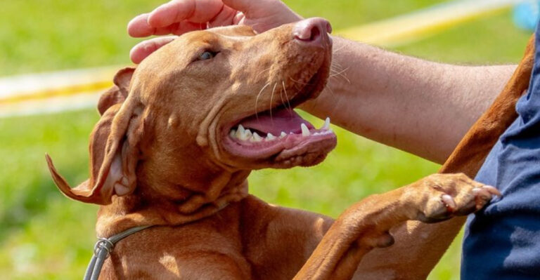 12 Dog Breeds That Bond Deeply With Humans (And 4 That Are More Aloof)