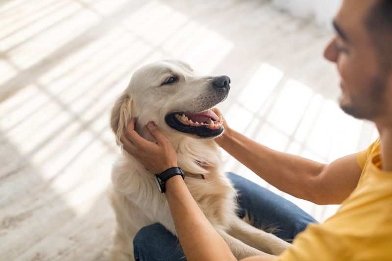 Golden Retriever: The Heart With Fur