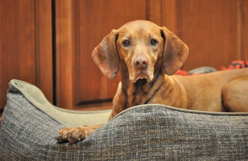 Vizslas