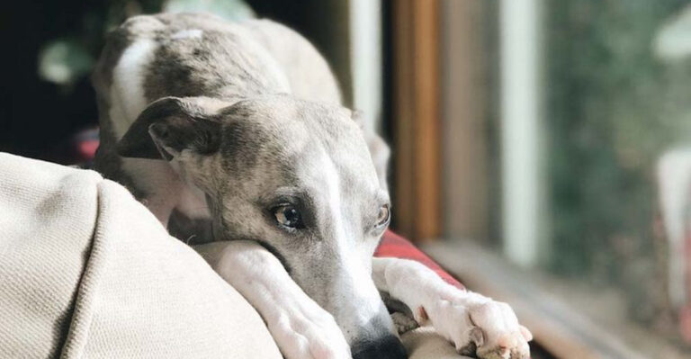 12 Dog Breeds That Struggle With Being Alone (And 3 That Love Their Independence)