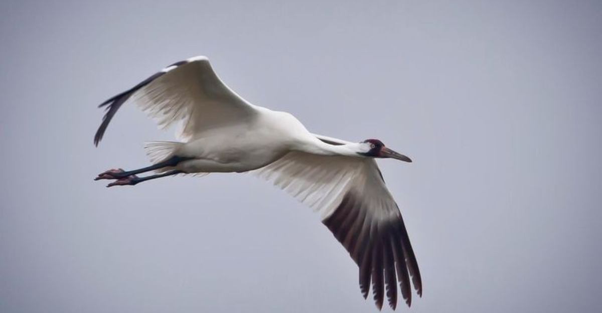 12 Endangered North American Animals Facing A Grim Future