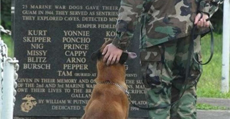 12 Facts About The U.S. War Dog Cemetery You Didn’t Know