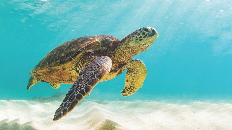 Green Sea Turtle