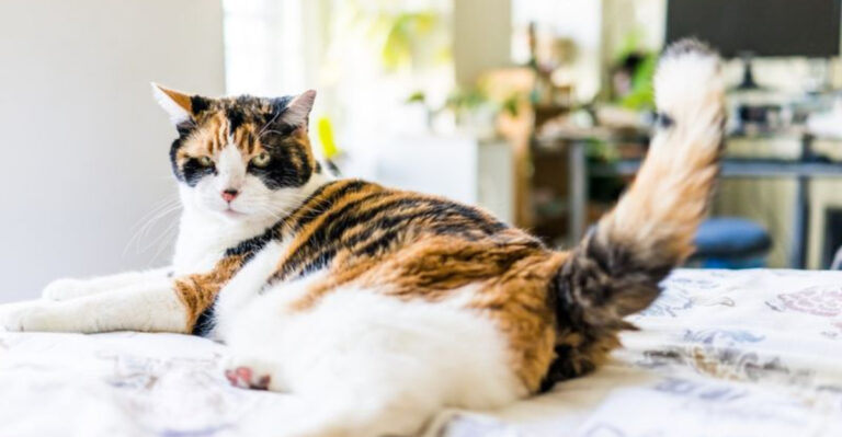 12 Funny Ways Cats Reclaim Their Space When You Return Home