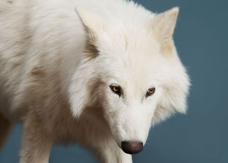 The Dire Wolf