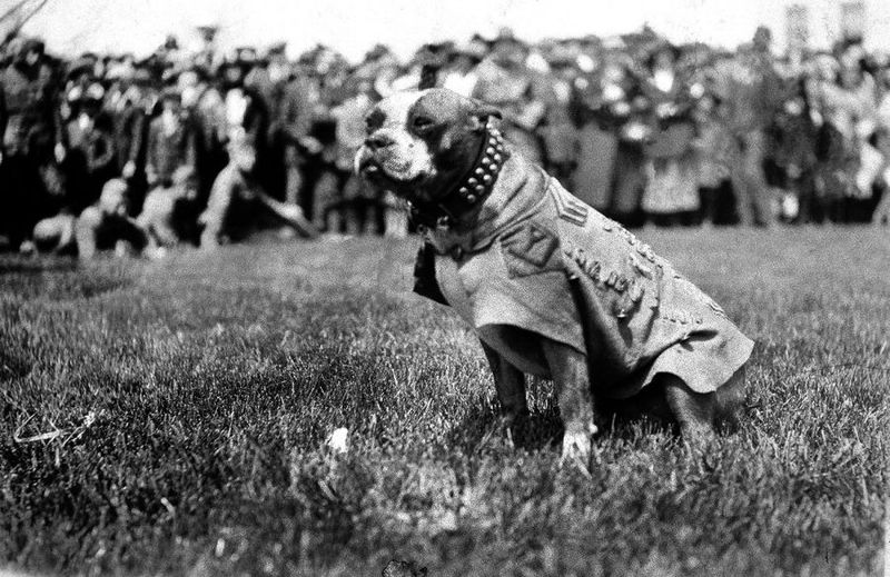 Sergeant Stubby: The Decorated Dog Of World War I