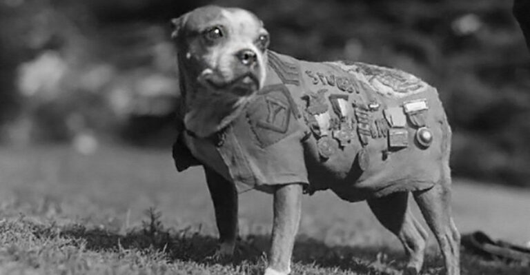 12 Heroic Animals Who Served Alongside Soldiers In War