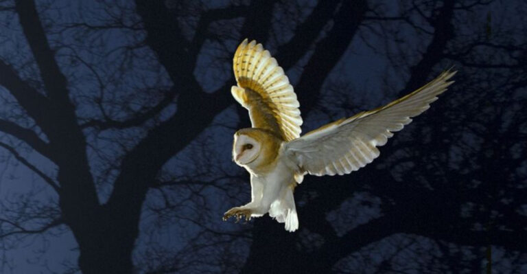 12 Incredible Hunting Skills Of Barn Owls That Make Them Nature’s Ultimate Predators