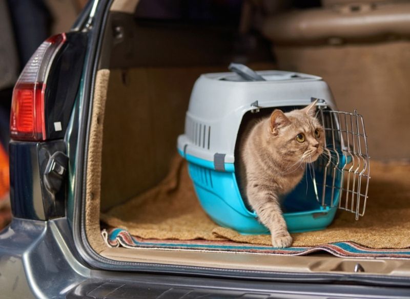 Cat Carrier That's Always Ready