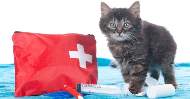 12 Items Every Cat Owner Should Keep On Hand For Emergencies