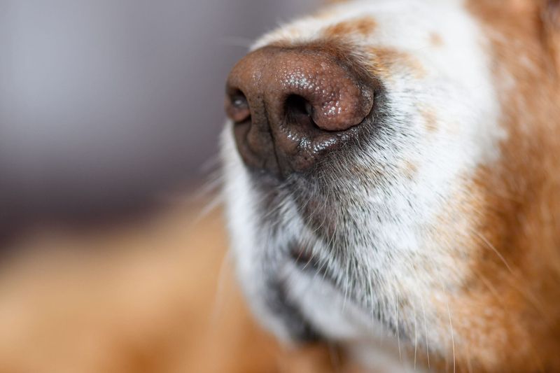Dry Nose Or Gums