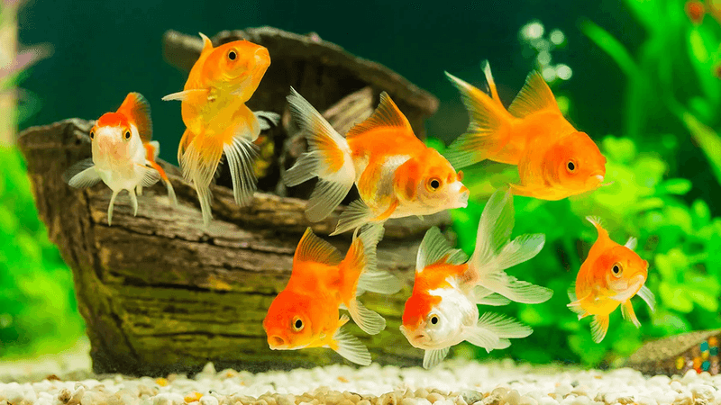 Goldfish – The Classic Century Swimmers
