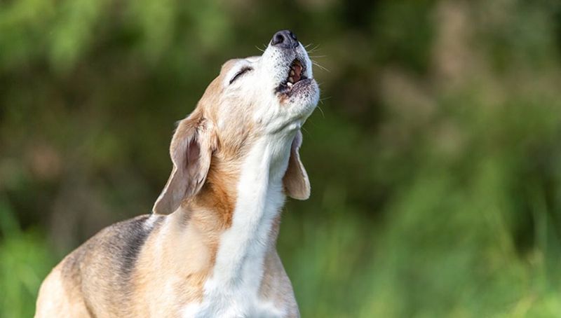Beagle