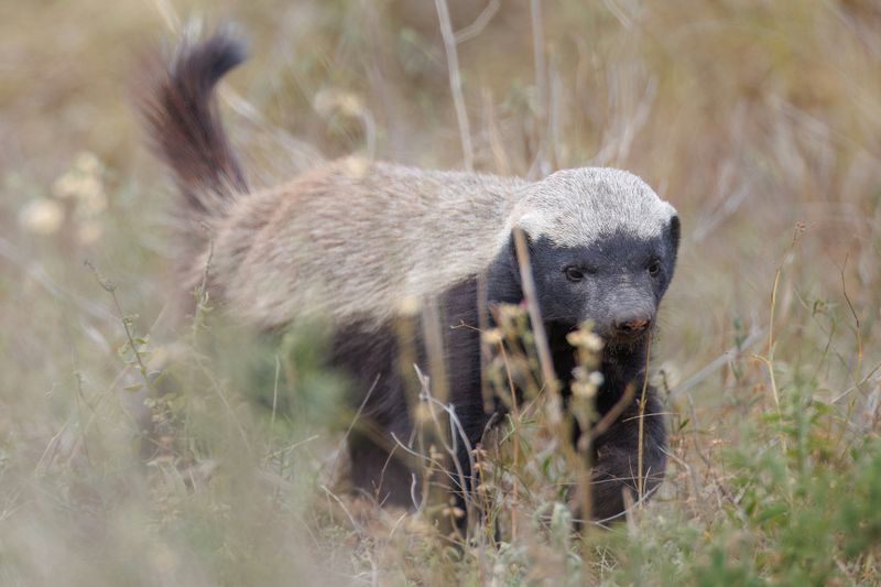 Honey Badger