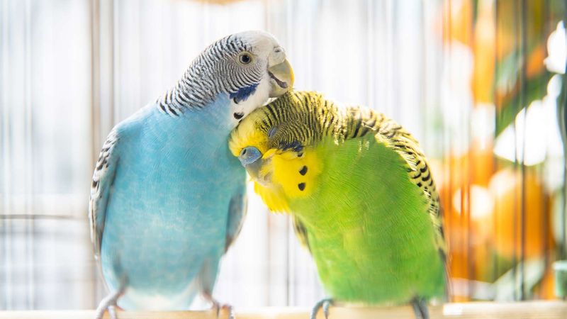Parakeet (Budgie)
