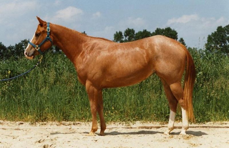 American Quarter Horse (Texas)