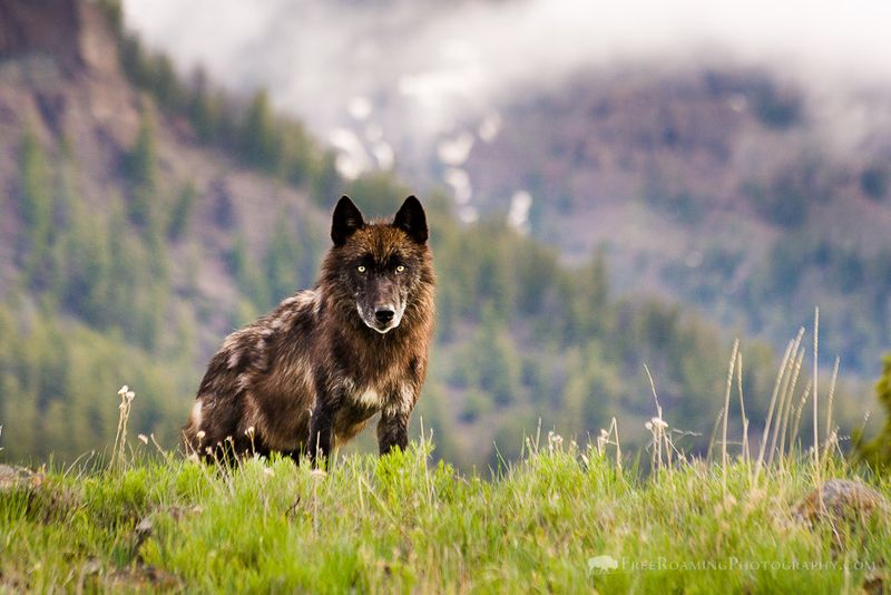 Yellowstone National Park's Lamar Valley