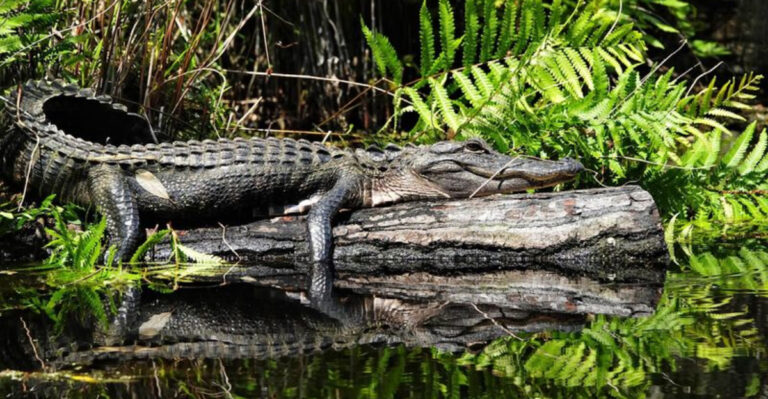 12 Places In America To Spot Rare Wildlife