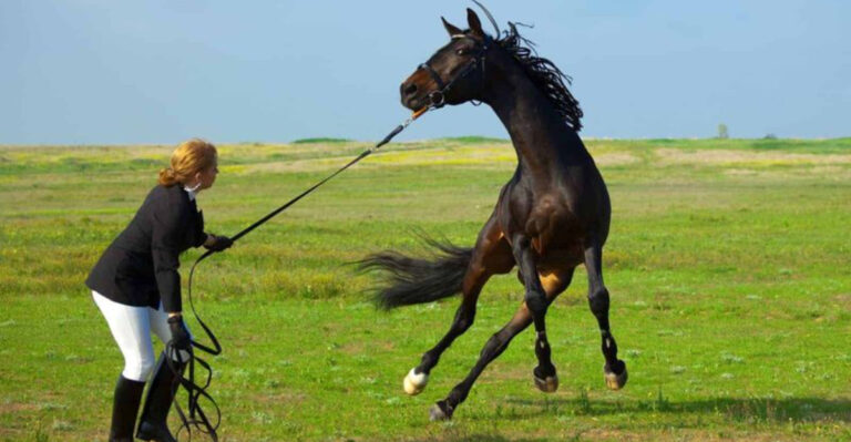 12 Proven Tips To Calm An Agitated Horse