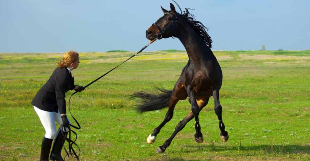 12 Proven Tips To Calm An Agitated Horse