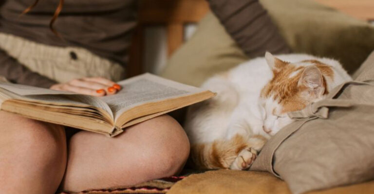 12 Quiet Moments Cats Use To Reconnect With Us
