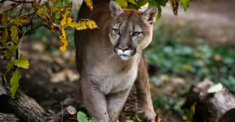 12 Roles Wild Cats Play In The U.S. Ecosystem