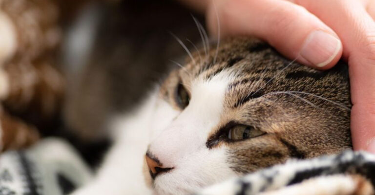 12 Signs It Might Be Time To Say Goodbye To Your Cat (And 3 Signs Your Cat Is Still Thriving)