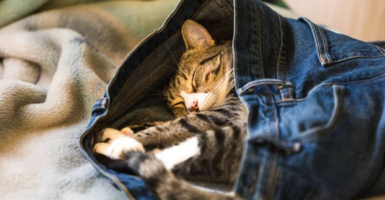 12 Signs Your Cat Sees You As Home – Not Just A Provider