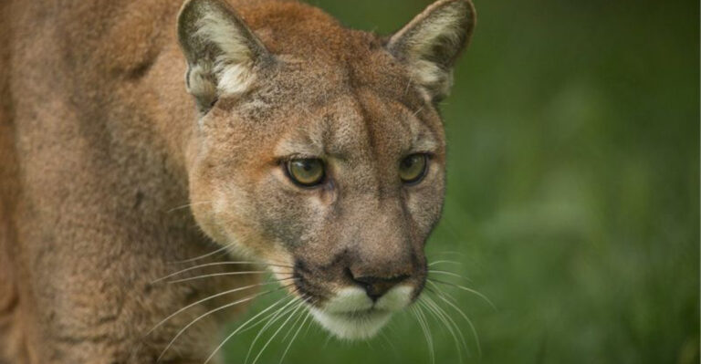 12 Simple Ways We Can Help Save Wild Cats In The U.S.