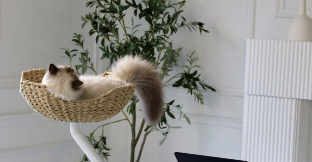Calming Cat Spaces Reference: 12 Spaces Cats Avoid And Simple Changes That Can Make