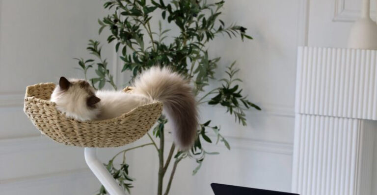 12 Spaces Cats Avoid And Simple Changes That Can Make Them Feel At Home