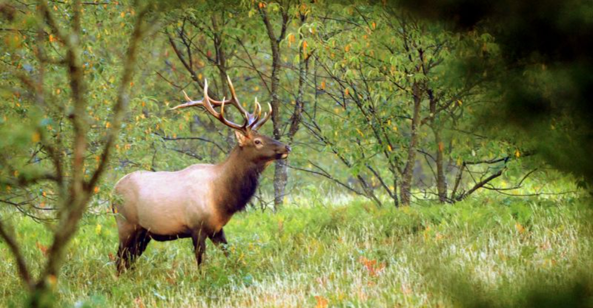 11 States Where Elk Herds Are Making A Comeback