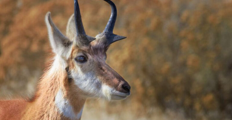 12 U.S. States Where You’re Most Likely To Spot A Beautiful Pronghorn