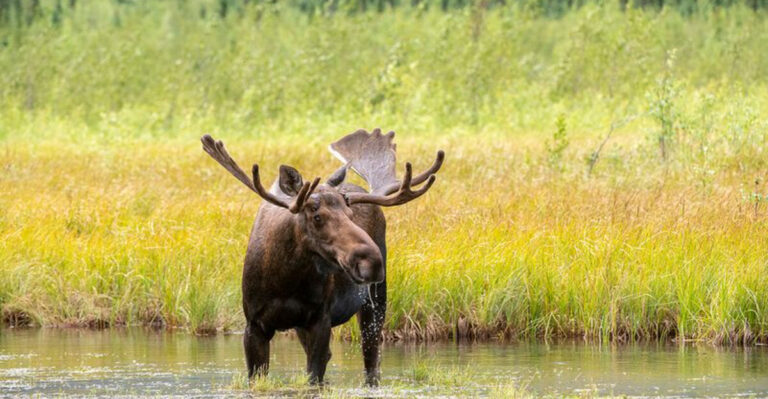 12 U.S. Wildlife Species You Should Admire From A Safe Distance
