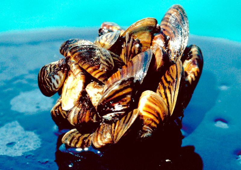 Silent Destroyers: Zebra Mussels