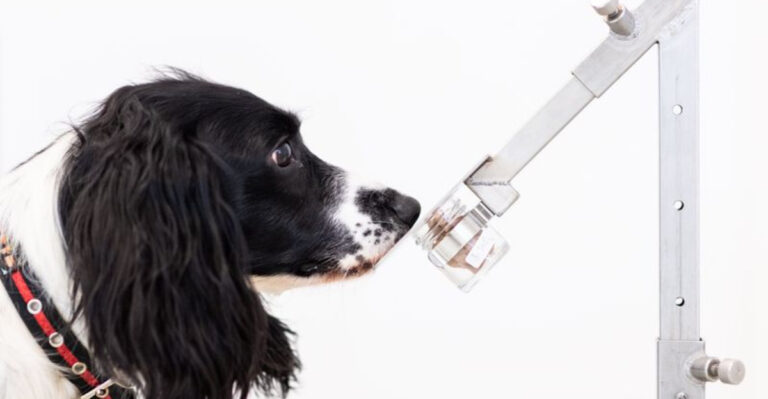 13 Animals That Can Sense Illness In Humans Better Than AI
