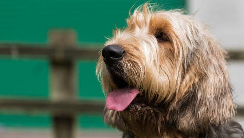 The Otterhound – River Hunters Fading Away