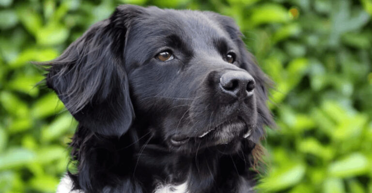 13 Beloved Dog Breeds Now Facing Extinction