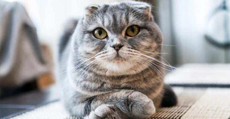 13 Cat Breeds Perfect For Frequent Travelers That Can Handle Being Left Alone At Home