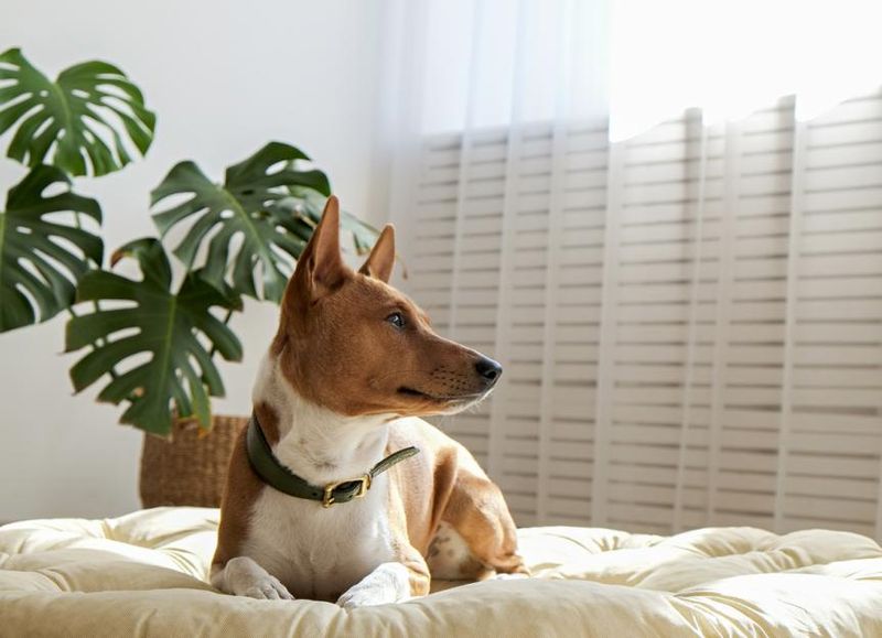 Basenji 